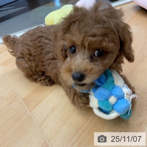 トイ・プードルの写真