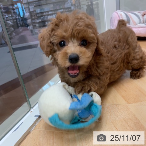 トイ・プードルの写真