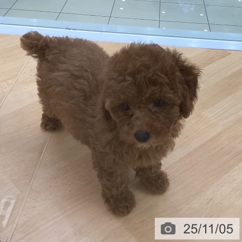 トイ・プードルの写真