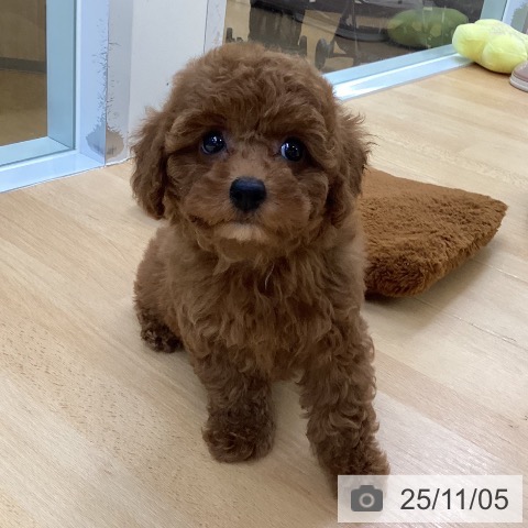 トイ・プードルの写真