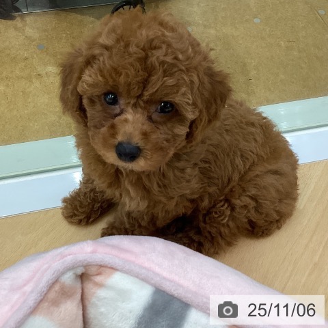 トイ・プードルの写真