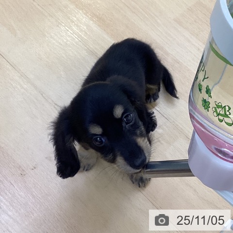 カニーンヘン・ダックスフンドの写真