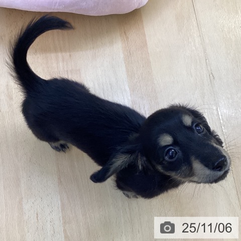 カニーンヘン・ダックスフンドの写真