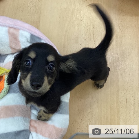 カニーンヘン・ダックスフンドの写真