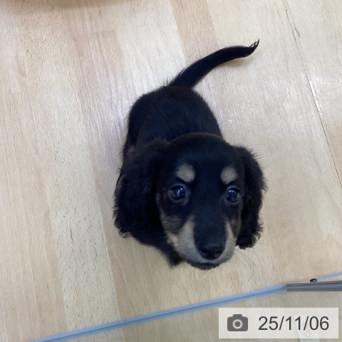 カニーンヘン・ダックスフンドの写真