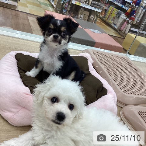 山梨県のチワワ(ロング) (ペットプラス 甲府昭和店/2025年9月3日生まれ/女の子/ブラックタンホワイト)の子犬の3枚目の画像
