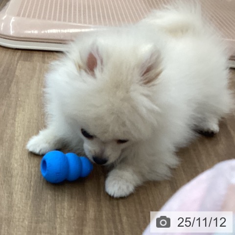 茨城県のポメラニアン (ペッツワン つくば店/2025年8月8日生まれ/男の子/クリーム)の子犬の4枚目の画像