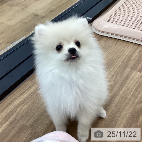 茨城県のポメラニアン (ペッツワン つくば店/2025年8月8日生まれ/男の子/クリーム)の子犬の3枚目の画像