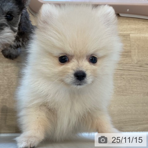 神奈川県のポメラニアン (ペットプラス ビアレ横浜店/2025年9月1日生まれ/女の子/クリーム)の子犬の4枚目の画像