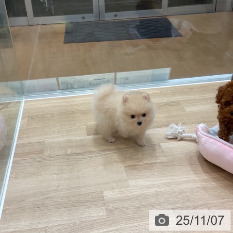 ポメラニアンの写真