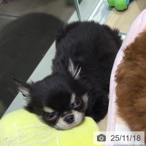 千葉県のチワワ(ロング) (ペットプラス コトエ流山おおたかの森店/2025年8月30日生まれ/男の子/ブラックタン)の子犬の4枚目の画像