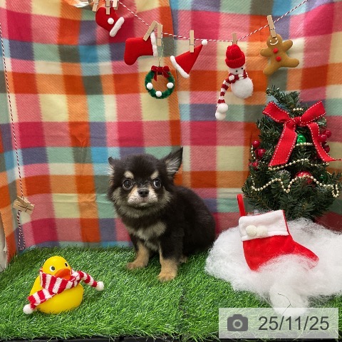 千葉県のチワワ(ロング) (ペットプラス コトエ流山おおたかの森店/2025年8月30日生まれ/男の子/ブラックタン)の子犬の3枚目の画像