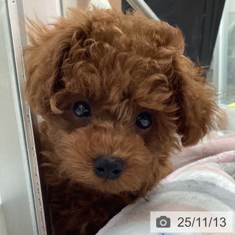 神奈川県のトイプードル(トイ) (ペットプラス 天王町店/2025年9月6日生まれ/女の子/レッド)の子犬の3枚目の画像