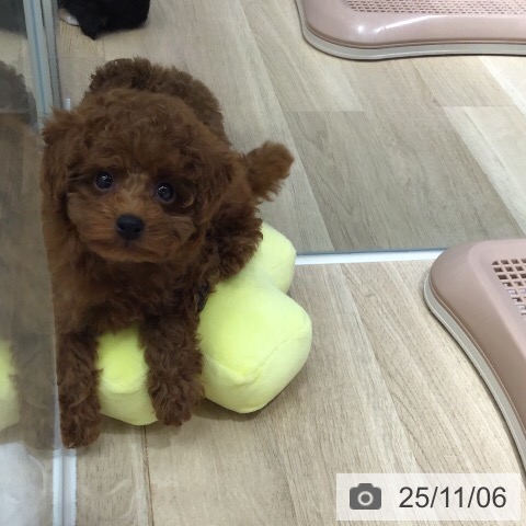 トイ・プードルの写真