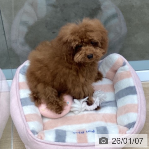 千葉県のトイプードル(トイ) (ペットプラス 船橋店/2025年9月6日生まれ/女の子/レッド)の子犬の3枚目の画像