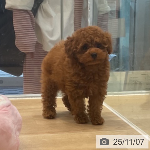 トイ・プードルの写真