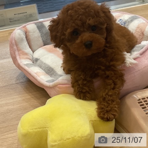 トイ・プードルの写真