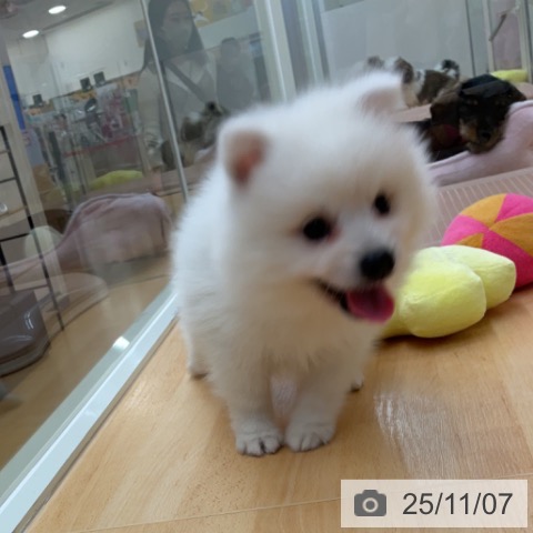 日本スピッツの写真