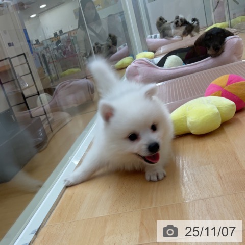 日本スピッツの写真