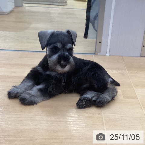 ミニチュア・シュナウザーの写真