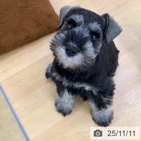 ミニチュア・シュナウザーの写真