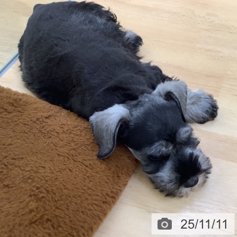 ミニチュア・シュナウザーの写真