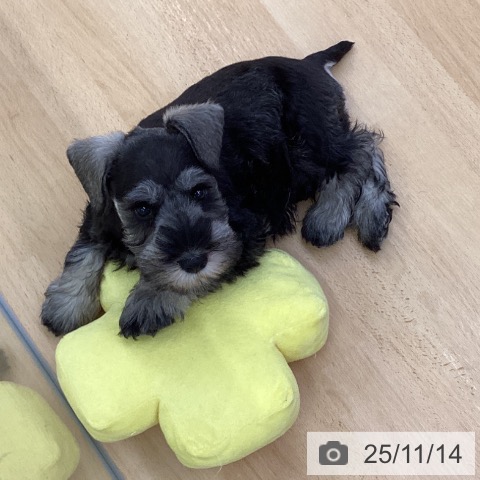 ミニチュア・シュナウザーの写真