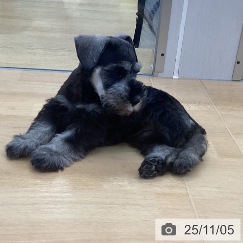 ミニチュア・シュナウザーの写真