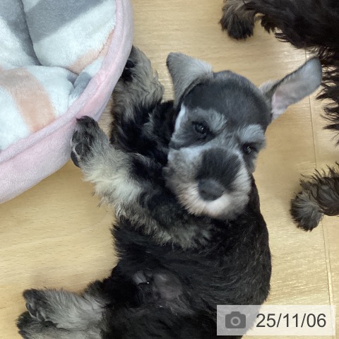 ミニチュア・シュナウザーの写真