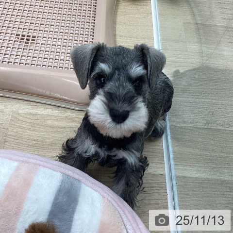 ミニチュア・シュナウザーの写真