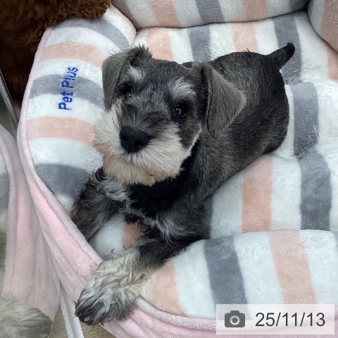 ミニチュア・シュナウザーの写真