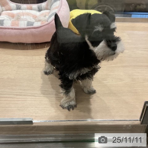 ミニチュア・シュナウザーの写真