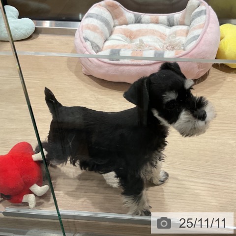 ミニチュア・シュナウザーの写真