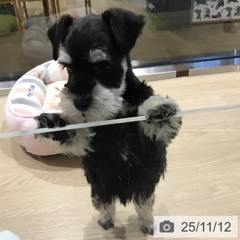 ミニチュア・シュナウザーの写真