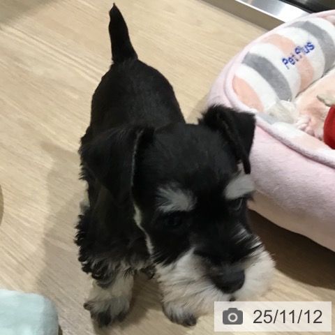 ミニチュア・シュナウザーの写真