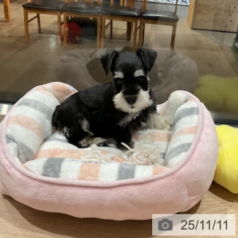 ミニチュア・シュナウザーの写真