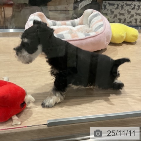 ミニチュア・シュナウザーの写真