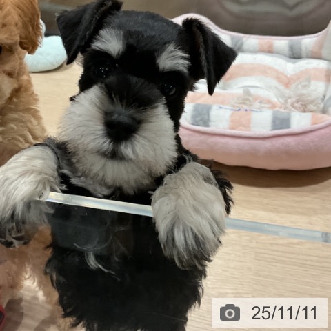 ミニチュア・シュナウザーの写真