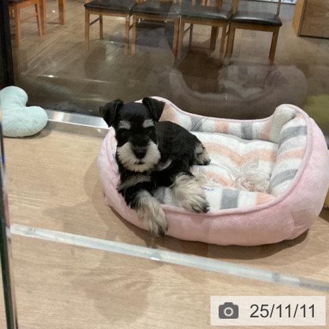 ミニチュア・シュナウザーの写真