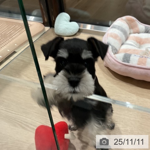 ミニチュア・シュナウザーの写真