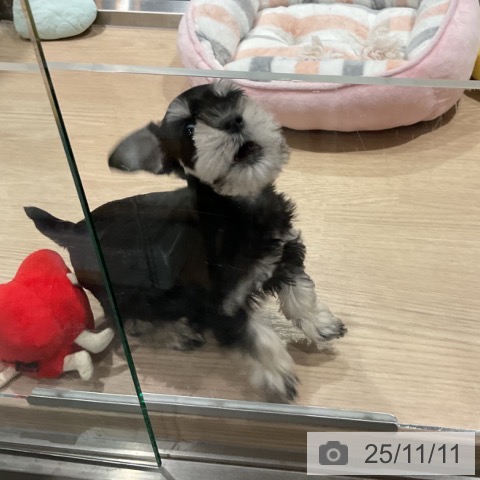 ミニチュア・シュナウザーの写真