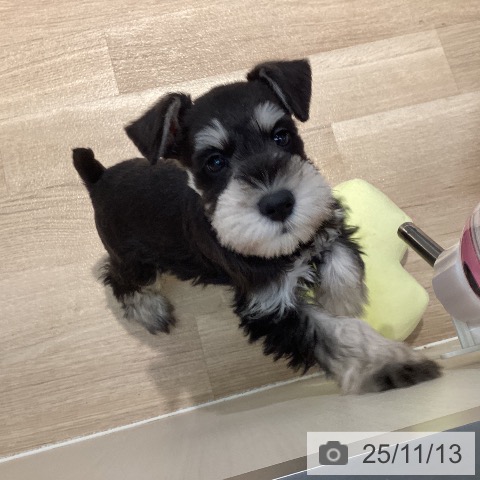 ミニチュア・シュナウザーの写真