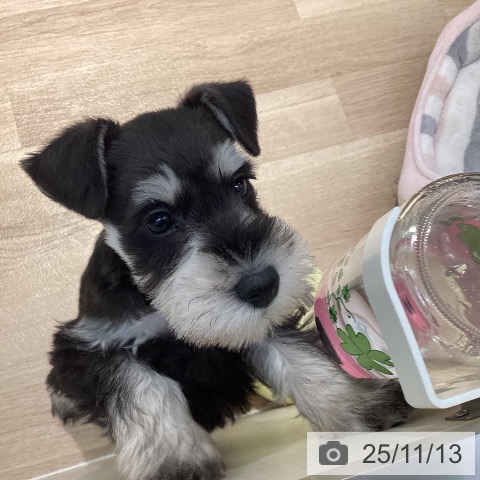 ミニチュア・シュナウザーの写真