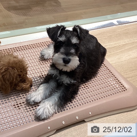 東京都のミニチュアシュナウザー (ペットプラス 東久留米店/2025年9月5日生まれ/男の子/ブラックシルバー)の子犬の4枚目の画像