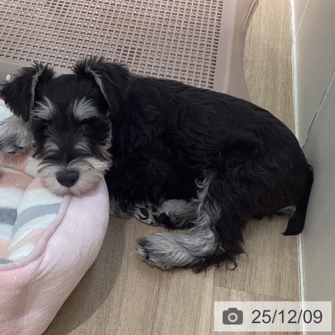 東京都のミニチュアシュナウザー (ペットプラス 東久留米店/2025年9月5日生まれ/男の子/ブラックシルバー)の子犬の3枚目の画像