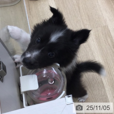 シェットランド・シープドッグの写真