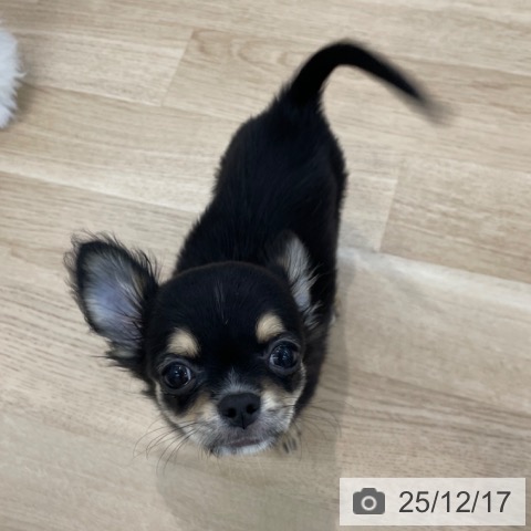 神奈川県のチワワ(ロング) (ペットプラス 相模原並木店/2025年9月5日生まれ/男の子/ブラックタンホワイト)の子犬の4枚目の画像