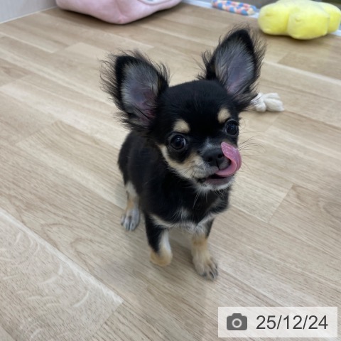 神奈川県のチワワ(ロング) (ペットプラス 相模原並木店/2025年9月5日生まれ/男の子/ブラックタンホワイト)の子犬の4枚目の画像