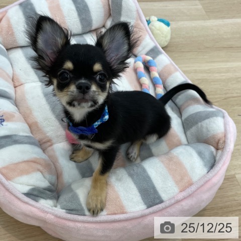 神奈川県のチワワ(ロング) (ペットプラス 相模原並木店/2025年9月5日生まれ/男の子/ブラックタンホワイト)の子犬の4枚目の画像