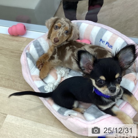 神奈川県のチワワ(ロング) (ペットプラス 相模原並木店/2025年9月5日生まれ/男の子/ブラックタンホワイト)の子犬の4枚目の画像